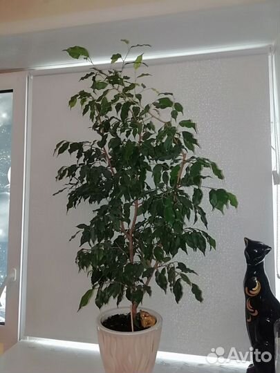 Фикус бенджамина большой