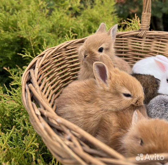 Карликовые крольчата, ручные малыши