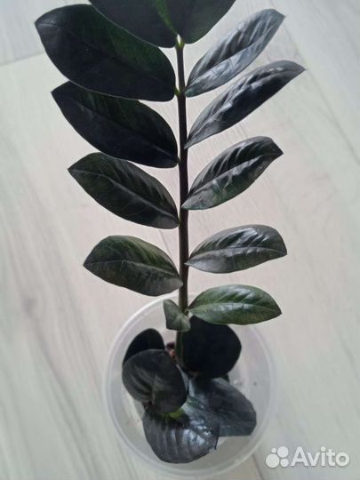 Диффенбахия, равен