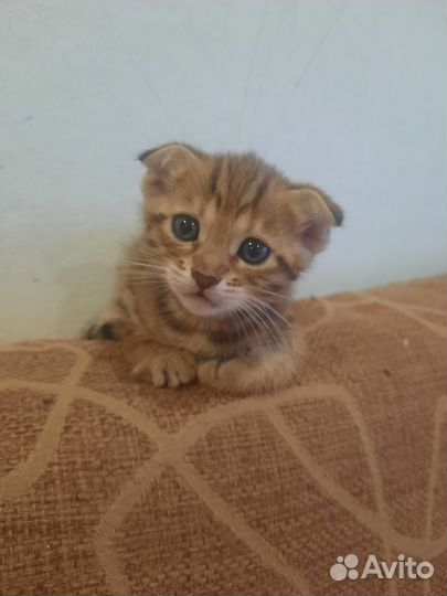 Бенгальские котята