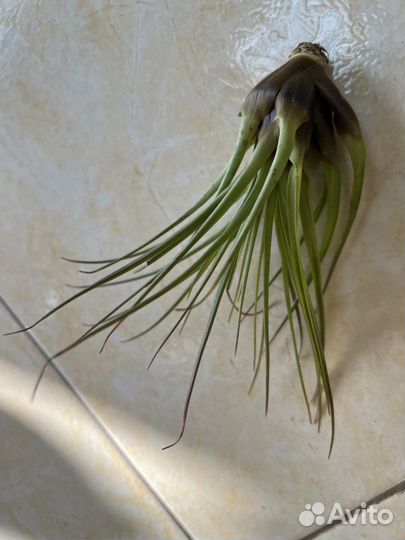 Тилландсия атмосферная Меланократер Ред