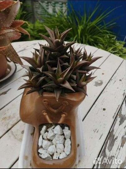 Суккуленты Алое бордовый, хавортия извилистая