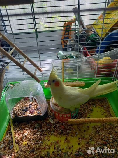 Попугай корелла с клеткой