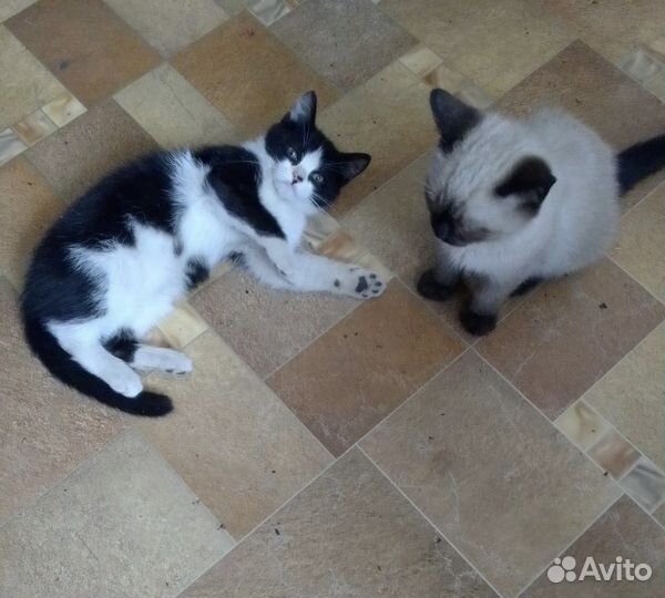 Два мальчика котенка 3-4м