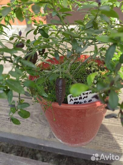 Лимон Ташкентский. россо микроцитрус