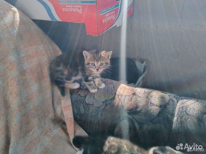 Котята породы шотландская вислоухая