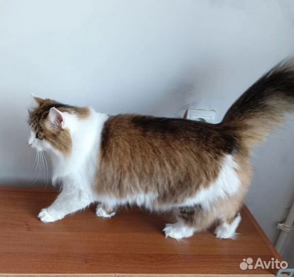 Кошка в дар