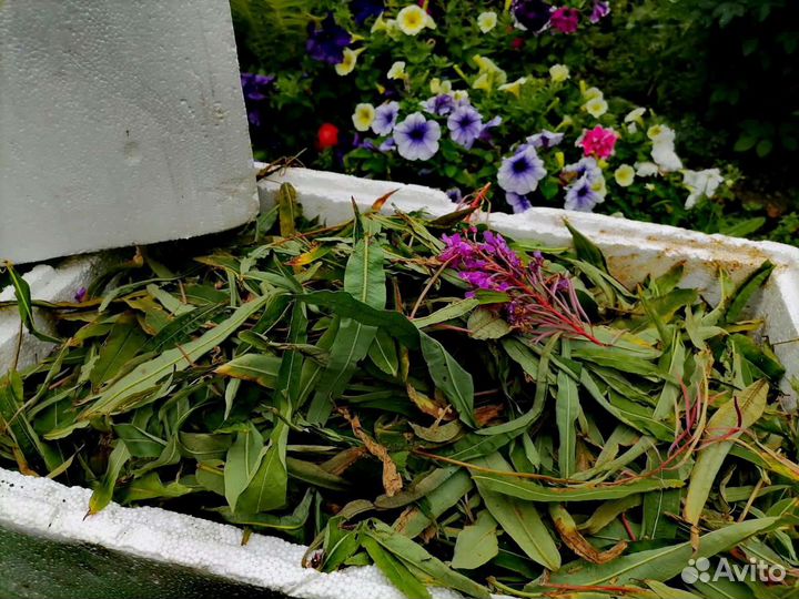 Кипрей сухой, иван-чай ферментированный, опт