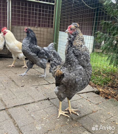 Петухи с цветным яйцом