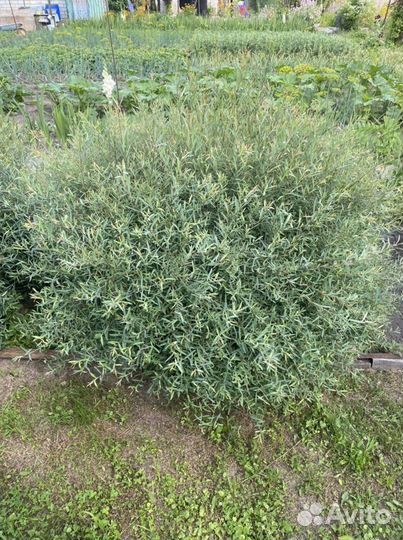 Ива (шаровидная) пурпурная Нана