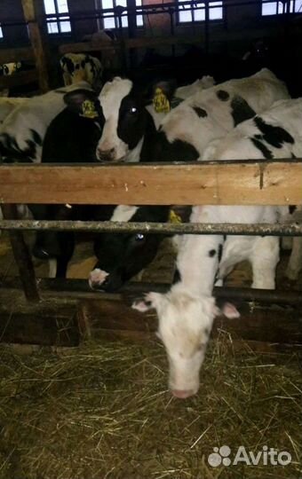 Телята бычки