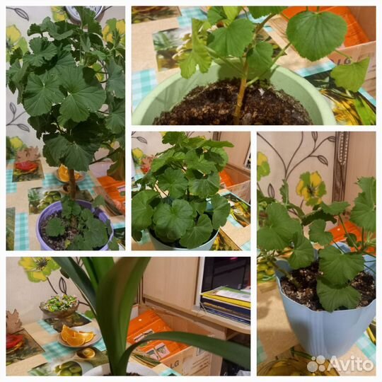 Королевская пеларгония и красный колеус