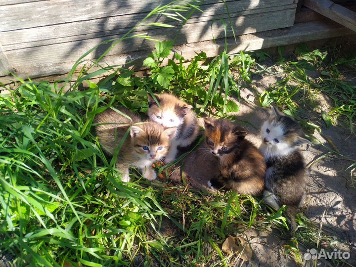 Котята в добрые руки