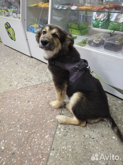 Подарите дом Мишутке