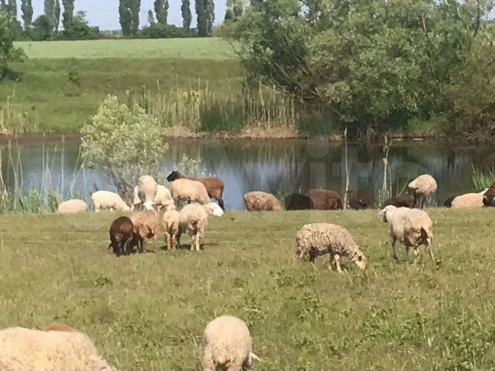 Участок 7 сот. (СНТ, ДНП)