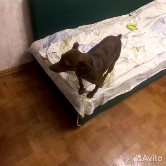 Кобель цвергпинчер вязка