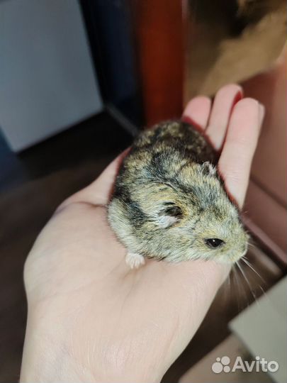Джунгарский хомяк