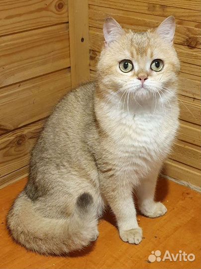 Британский кот золотого окраса.Вязка кошек