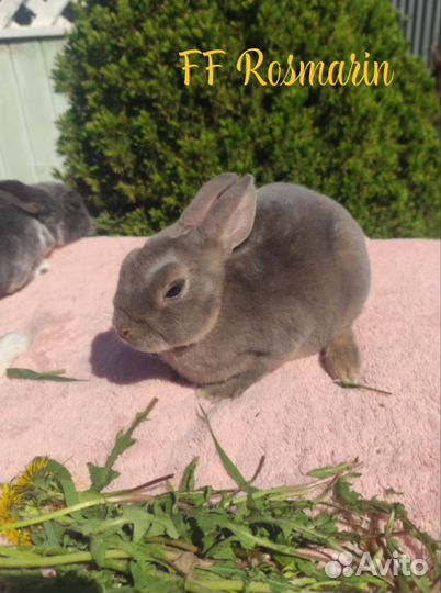 Кролик карликовый рекс