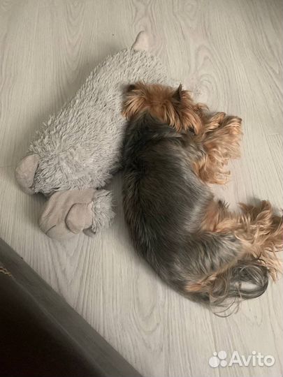 Передержка домашних животных