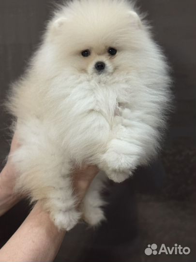 Померанский шпиц кобель 3 месяца