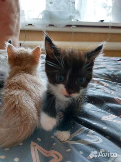 Кошка в дар бесплатно