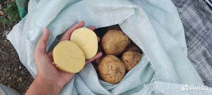 Продам картофель