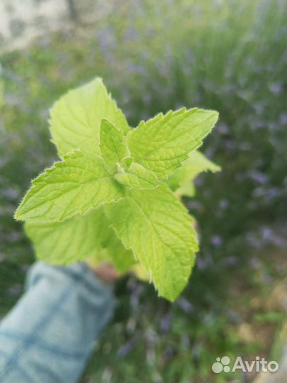 Рассада мяты