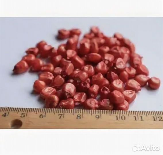 Кукуруза семена