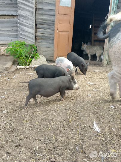 Вьетнамских порос