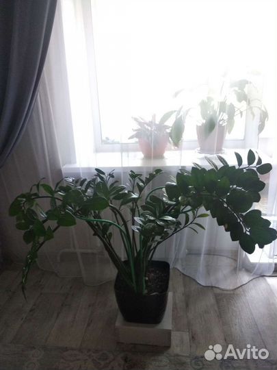 Замиокулькас