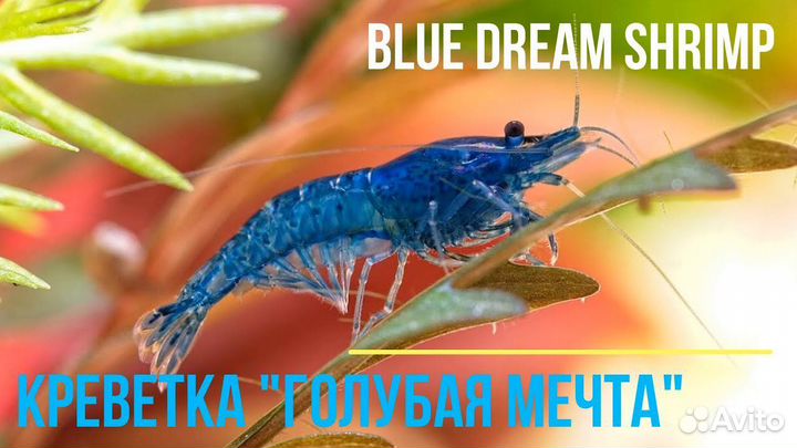 Креветки blue dream