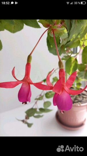 Фуксия укоренённые отростки