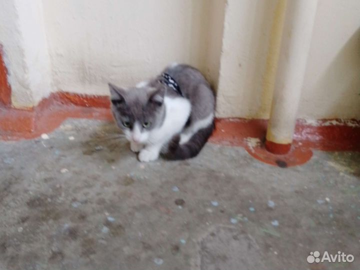 Отдам кота в добрые руки
