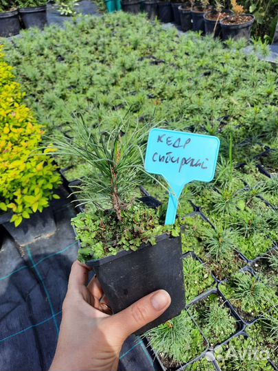 Сибирский кедр, кедровый стланик