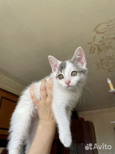 Отдам котенка, мальчика, в добрые руки