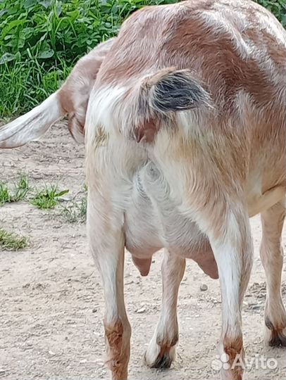 Коза дойная