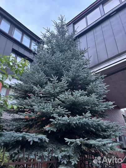 Ель голубая