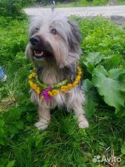 Маленькая собака в добрые руки бесплатно