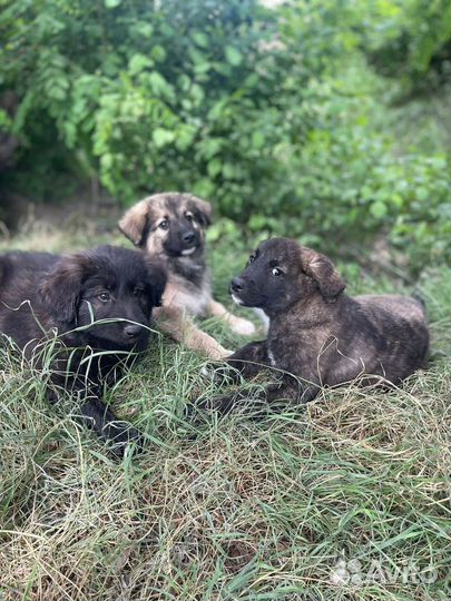 Щенки в добрые руки бесплатно