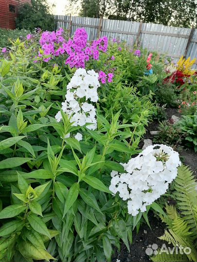 Многолетние садовые цветы