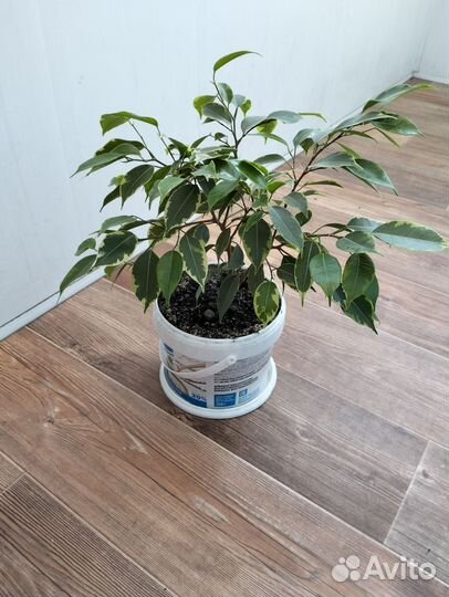 Фикус бенджамина