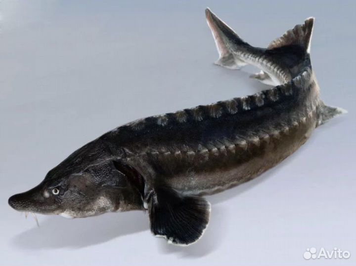 Свежемороженная рыба