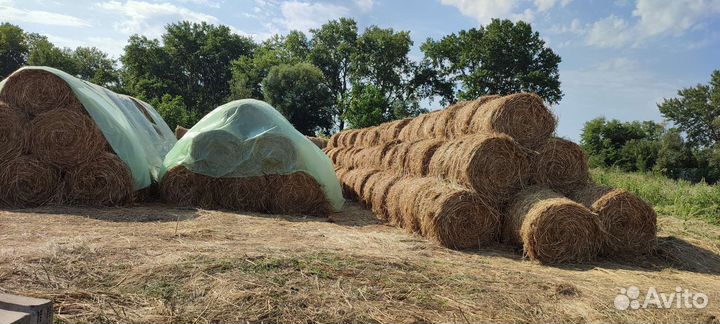Сено в тюках суданка