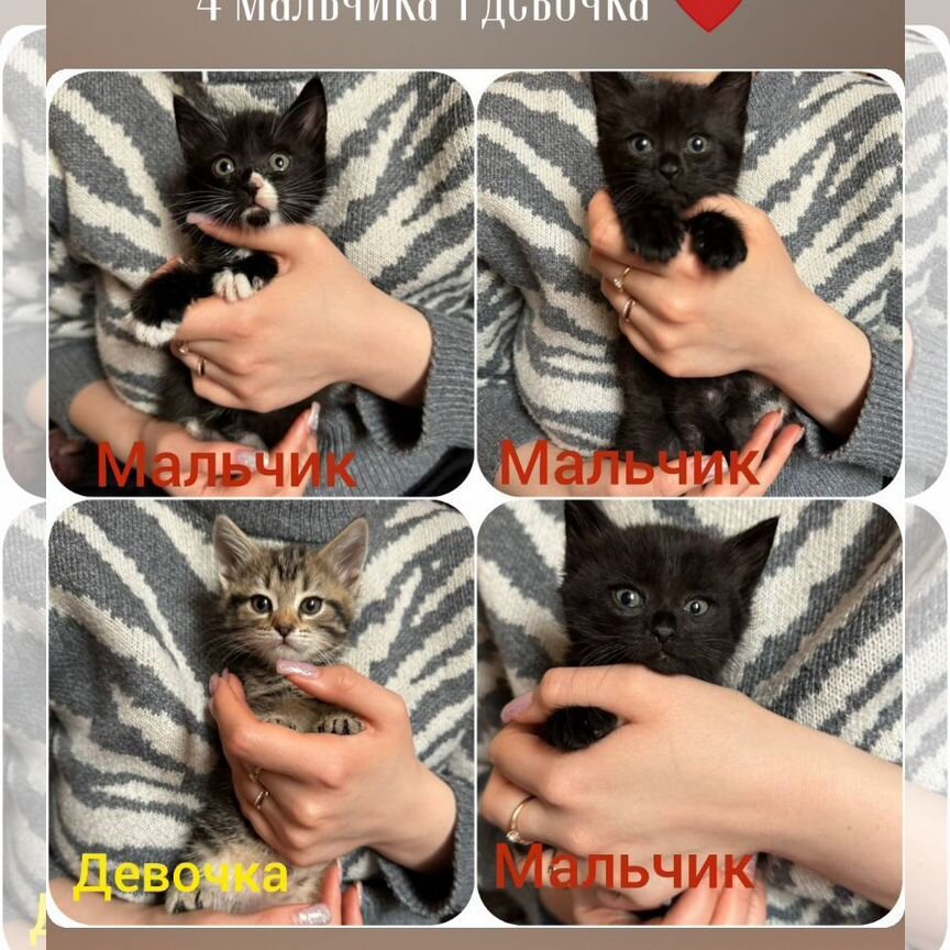 Отдам в добрые руки котят