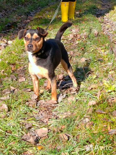 Маленькая собака в добрые руки