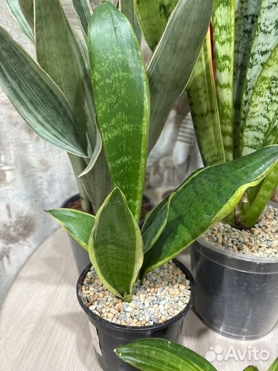 Сансевиерия вайт тайгер,металлика,ханни,лаурети