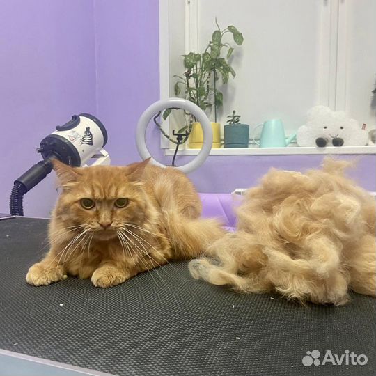 Стрижка котов и кошек экпресс линька