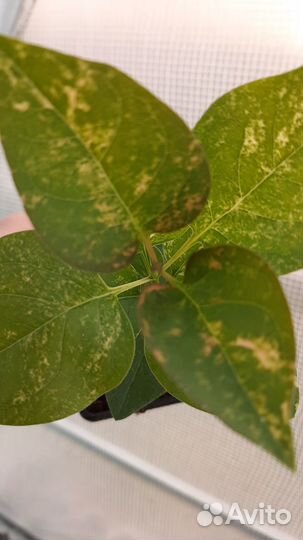 Сирень пестролистная Аукубафолия