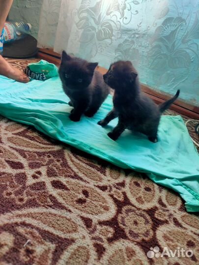 Кошки в добрые руки бесплатно